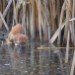 Stoat 100109
